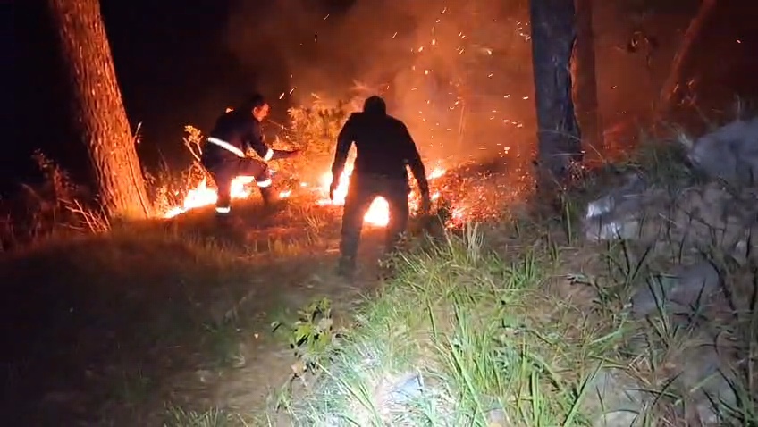 “जंगलों के सच्चे प्रहरी: 24 घंटे डटे वन कर्मी”